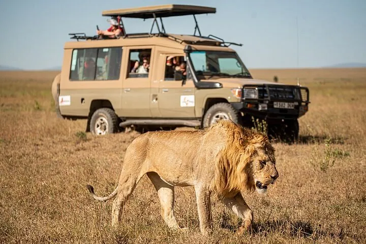 Safari vehicle and a lion on a game drive at Lolldaiga Conservancy